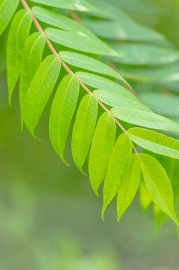 Rhus typhina cépée 200-250