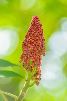 Rhus typhina cépée 200-250