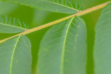 Rhus typhina cépée 200-250