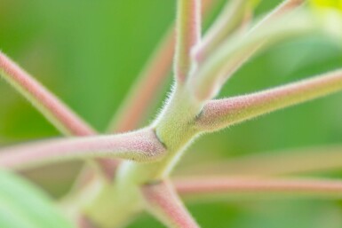 Rhus typhina cépée 200-250