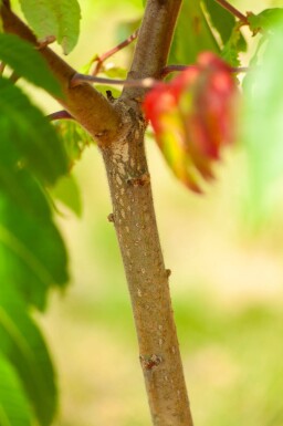Rhus typhina cépée 200-250