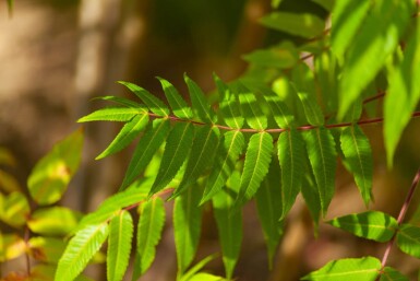 Rhus typhina cépée 200-250