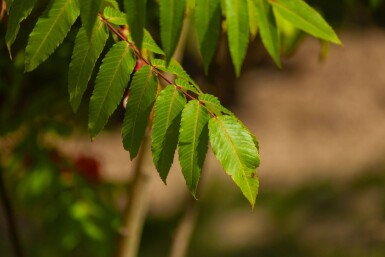 Rhus typhina cépée 200-250