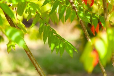 Rhus typhina cépée 200-250