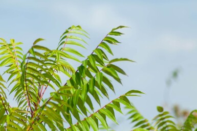 Rhus typhina cépée 200-250