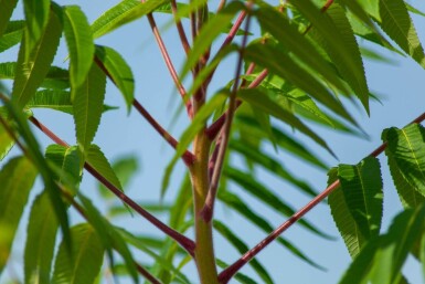 Rhus typhina cépée 200-250