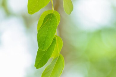 Robinia x margaretta 'Pink Cascade' haute-tige 14/16