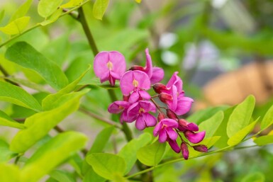 Robinia x margaretta 'Pink Cascade' haute-tige 14/16