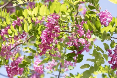 Robinia x margaretta 'Pink Cascade' haute-tige 14/16