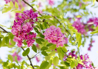 Robinia x margaretta 'Pink Cascade' haute-tige 14/16