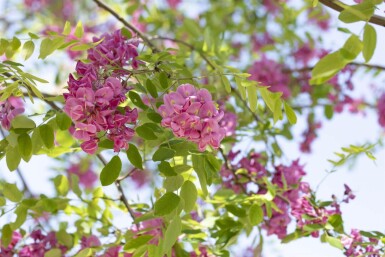 Robinia x margaretta 'Pink Cascade' haute-tige 14/16