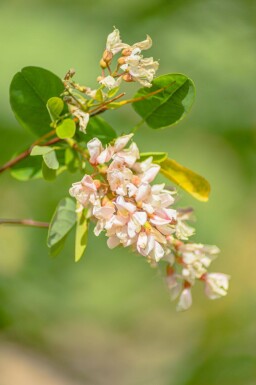 Robinia pseudoacacia haute-tige 16/18