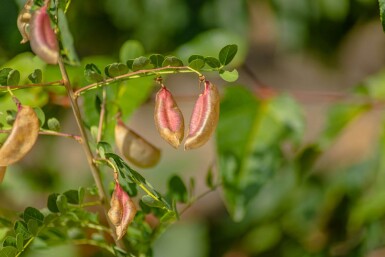 Robinia pseudoacacia cépée