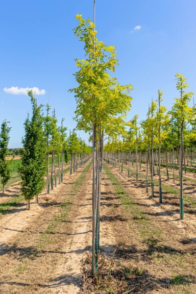 Robinia pseudoacacia 'Frisia' haute-tige 10/12