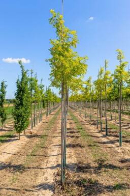 Robinia pseudoacacia 'Frisia' haute-tige