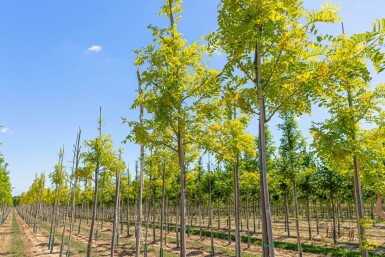 Robinia pseudoacacia 'Frisia' haute-tige