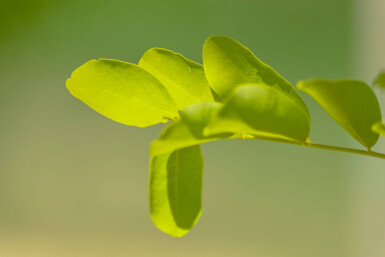 Robinia pseudoacacia 'Frisia' haute-tige 10/12