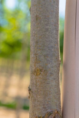 Robinia pseudoacacia 'Frisia' haute-tige 10/12