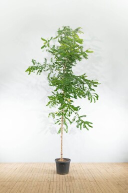 Robinia pseudoacacia 'Nyirségi' haute-tige