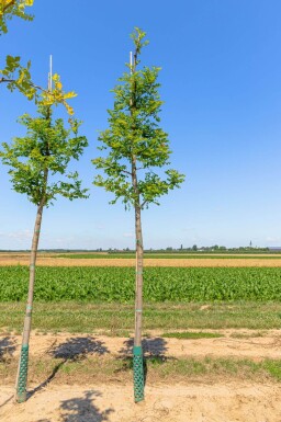 Robinia pseudoacacia 'Nyirségi' haute-tige