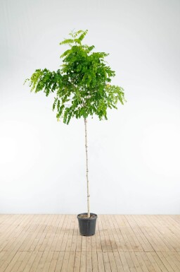 Robinia pseudoacacia 'Umbraculifera' haute-tige 8/10 225cm tronc
