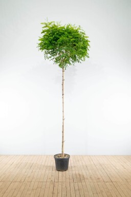 Robinia pseudoacacia 'Umbraculifera' haute-tige 8/10 225cm tronc