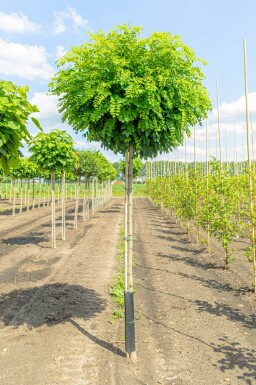 Robinia pseudoacacia 'Umbraculifera' haute-tige 8/10 225cm tronc