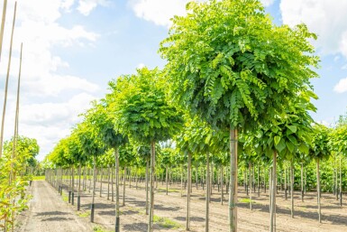 Robinia pseudoacacia 'Umbraculifera' haute-tige 8/10 225cm tronc