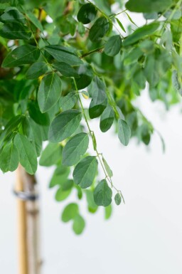 Robinia pseudoacacia 'Umbraculifera' haute-tige 8/10 225cm tronc
