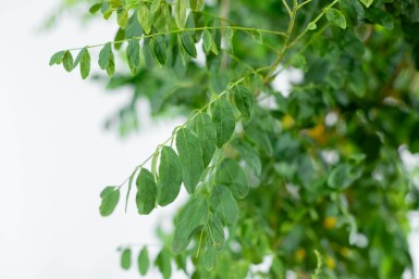 Robinia pseudoacacia 'Umbraculifera' haute-tige 8/10 225cm tronc