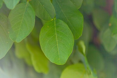 Robinia pseudoacacia 'Umbraculifera' haute-tige 8/10 225cm tronc