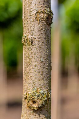 Robinia pseudoacacia 'Umbraculifera' haute-tige 8/10 225cm tronc