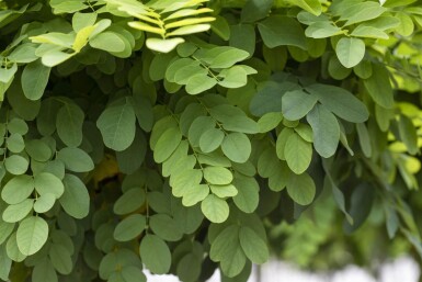 Robinia pseudoacacia 'Umbraculifera' haute-tige 8/10 225cm tronc