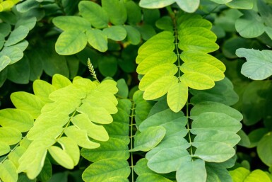 Robinia pseudoacacia 'Umbraculifera' haute-tige 8/10 225cm tronc
