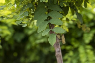 Robinia pseudoacacia 'Umbraculifera' haute-tige 8/10 225cm tronc