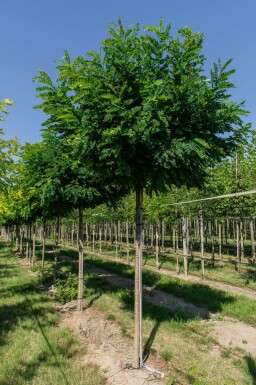 Robinia pseudoacacia 'Umbraculifera' boule sur tige 6/8 180cm tronc