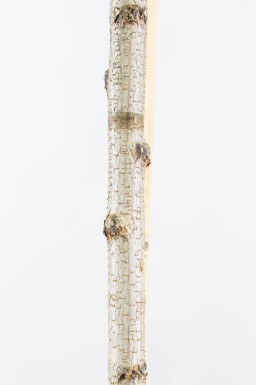 Robinia pseudoacacia 'Umbraculifera' boule sur tige 6/8 180cm tronc