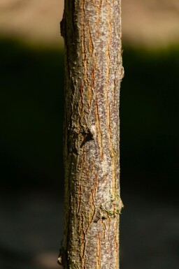 Robinia pseudoacacia 'Umbraculifera' boule sur tige 6/8 180cm tronc