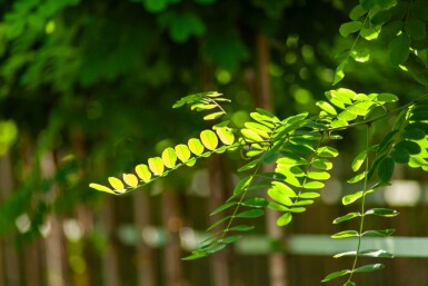 Robinia pseudoacacia 'Umbraculifera' boule sur tige 6/8 180cm tronc