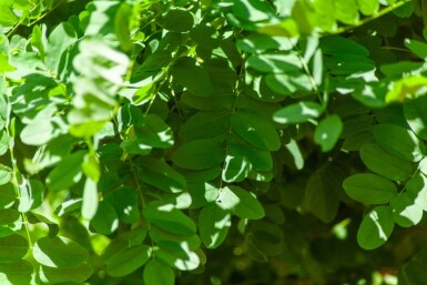 Robinia pseudoacacia 'Umbraculifera' boule sur tige 6/8 180cm tronc