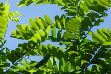 Robinia pseudoacacia 'Umbraculifera' boule sur tige 6/8 180cm tronc