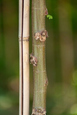 Robinia pseudoacacia 'Umbraculifera' boule sur tige 6/8 180cm tronc