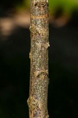 Robinia pseudoacacia 'Umbraculifera' boule sur tige 6/8 180cm tronc