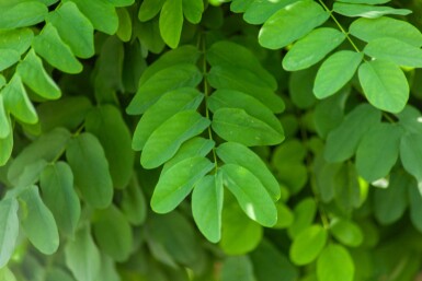 Robinia pseudoacacia 'Umbraculifera' demi-tige 8/10 150cm tronc