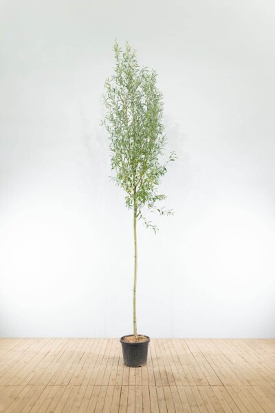 Salix alba haute-tige 18/20