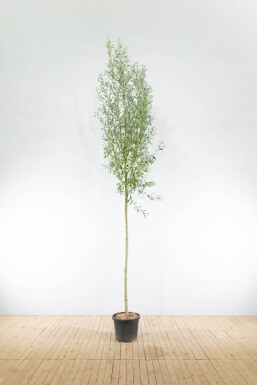 Salix alba haute-tige 18/20