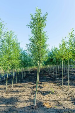 Salix alba haute-tige 18/20