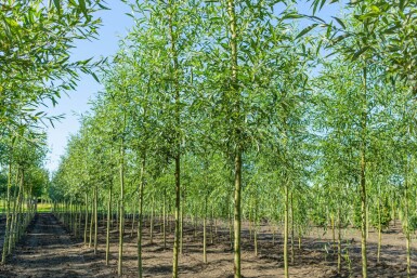 Salix alba haute-tige 18/20