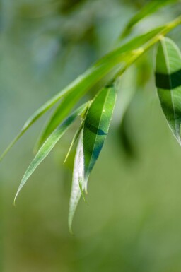 Salix alba haute-tige 18/20