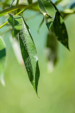 Salix alba haute-tige 18/20